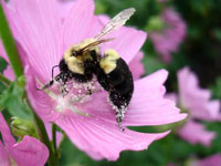 Bee with Pollen