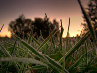 Grass with Frost